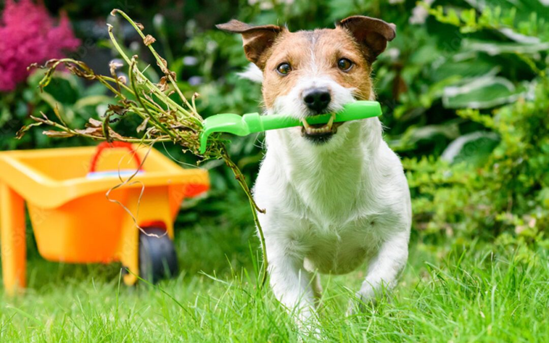 Pour les congés de Toussaint, pensez à réserver Animauxcoco qui s’occupera de votre animal de compagnie, chat, chien … pendant votre absence !